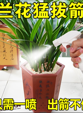 兰花多箭素爆芽素专用营养液蝴蝶兰多剑王兰灵王通用促开花肥料