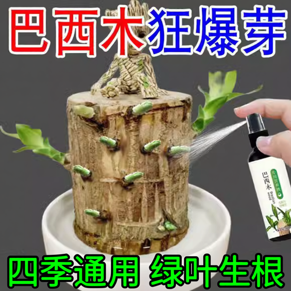 巴西木专用营养液肥料