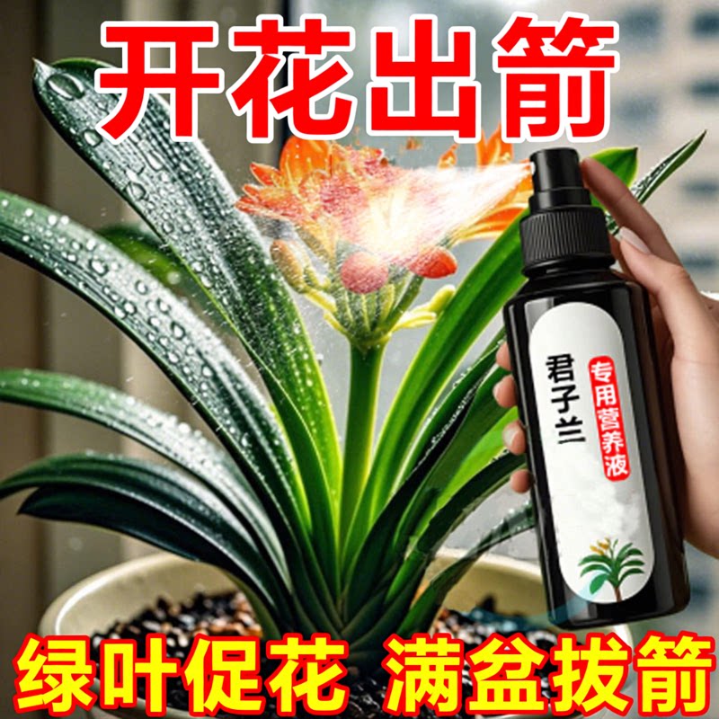 君子兰拔箭营养液专用种球发霉图片