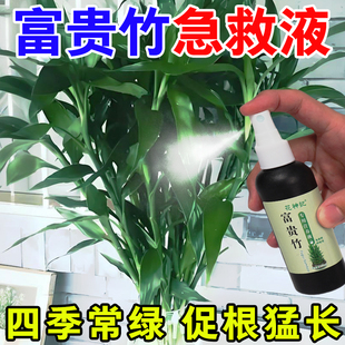 富贵竹营养液黄叶叶子发黄枯瘦烂根免稀释水培去黄竹子黄叶液体肥
