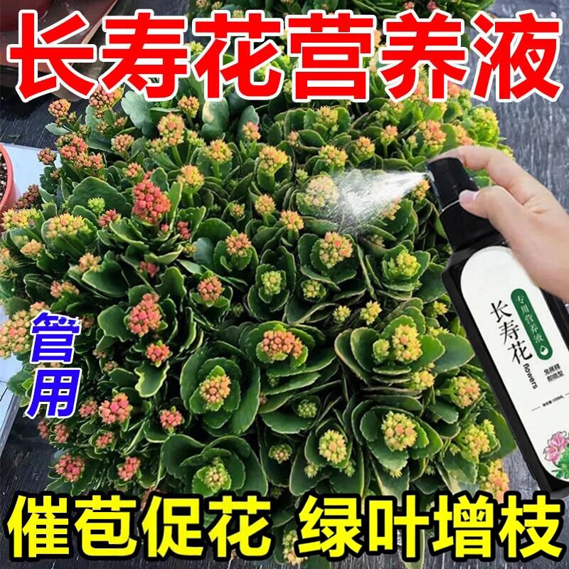 长寿花营养液专用促开花催花