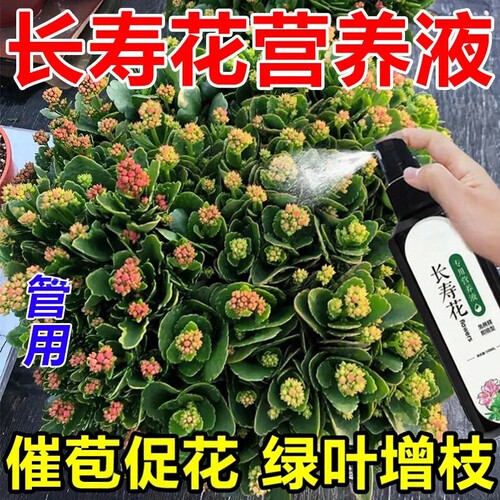 长寿花营养液专用促开花催花