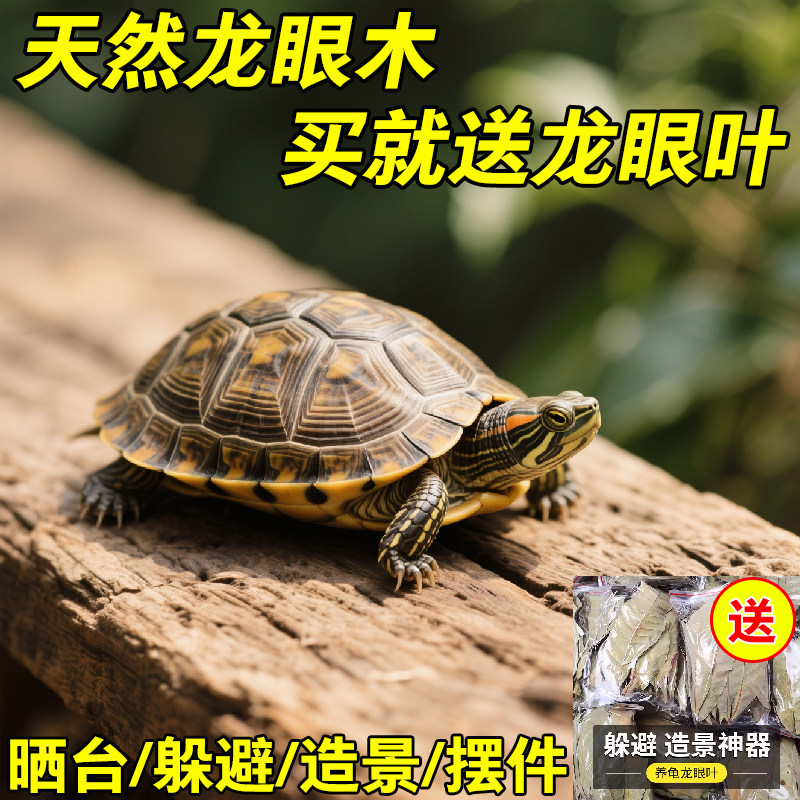 乌龟晒台免煮龙眼木水质净化图片