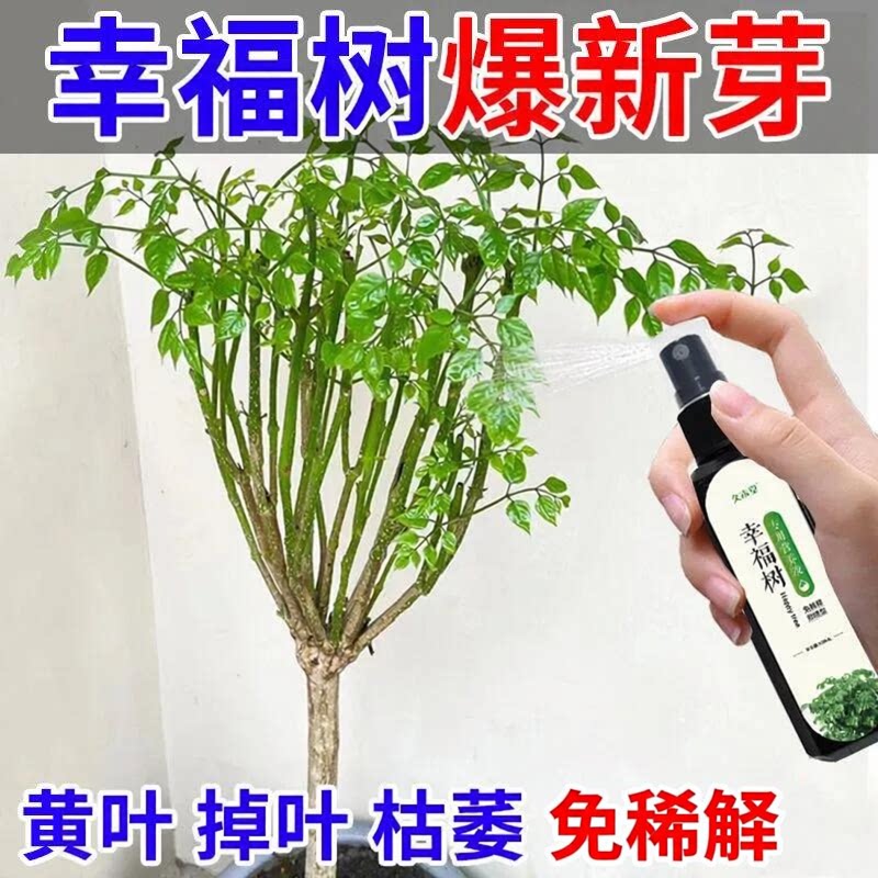 四季旺幸福树专用营养液