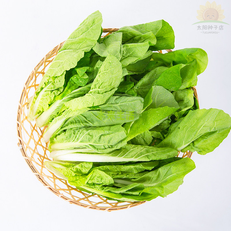 油麦菜种子四季播耐寒青菜种籽阳台盆栽速生菜蔬菜孑春季菜种大全