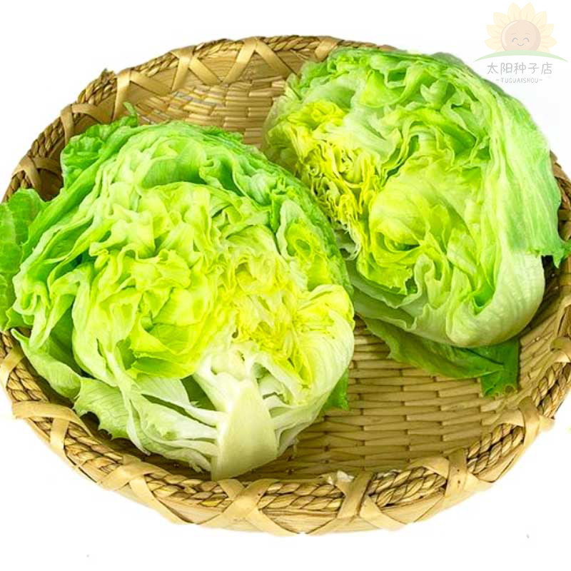 结球生菜种子球生菜种籽包心球形冬季沙拉生菜球四季蔬菜菜籽种子