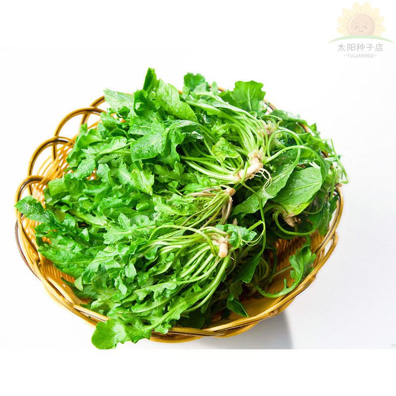 荠荠菜种子大叶四季菜籽香味浓春季蔬菜种籽孑菜种荠菜芨芨菜大全
