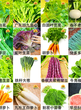 四季蔬菜种子青菜萝卜白菜园生菜小葱黄瓜易种辣椒瓜果蔬菜种籽孑