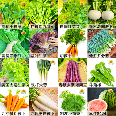 四季蔬菜种子青菜萝卜白菜园生菜小葱黄瓜易种辣椒瓜果蔬菜种籽孑