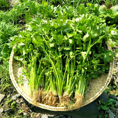 四季小香芹种子种籽香味浓香芹菜细种籽阳台盆栽家种植蔬菜菜种籽