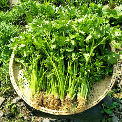 四季小香芹种子种籽香味浓香芹菜细种籽阳台盆栽家种植蔬菜菜种籽