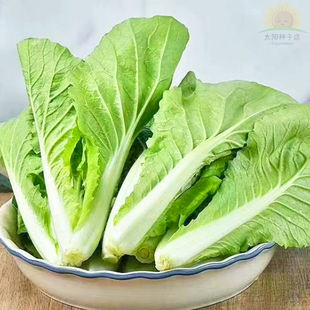 四季奶油白菜籽种大全快菜种籽青菜毛白菜小白菜种子盆栽蔬菜种子