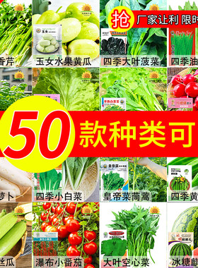 抢5包种子大全蔬菜白菜种四季种孑青菜白菜种水果蔬菜籽秋冬夏季
