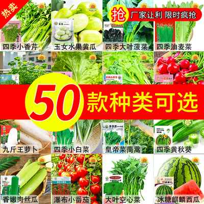 四季蔬菜种子大全新手小白易种
