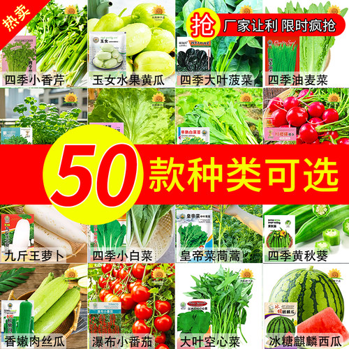 抢5包种子大全蔬菜白菜种四季种孑青菜白菜种水果蔬菜籽秋冬夏季