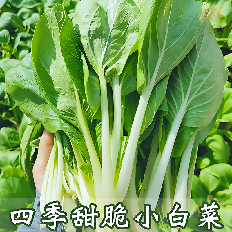 甜脆小白菜种子四季小白菜耐热白梗青菜农家阳台盆栽蔬菜种籽孑