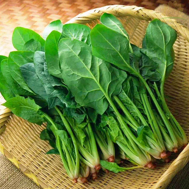 大叶菠菜种子四季蔬菜冬季籽种冬天种籽耐寒菜种盆栽波菜孑菜籽子