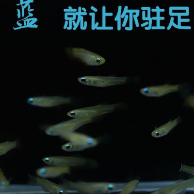 新款桂系青鳉小型热带淡水观赏灯科鱼新手造景草缸耐养群游鱼好养