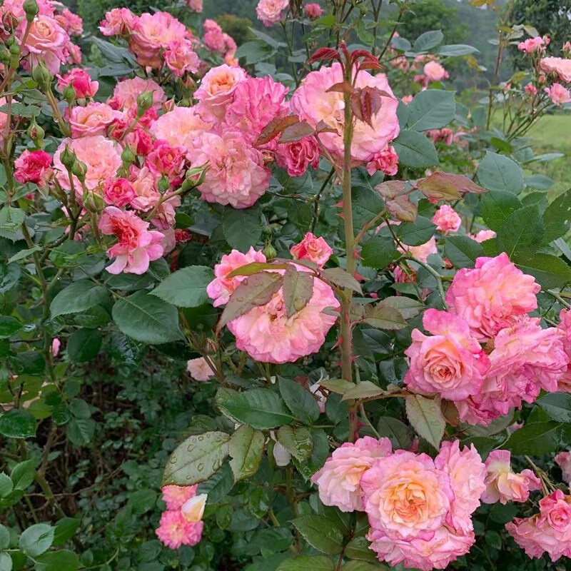 可垂吊的小藤本地被月季乡村少女/乡村女孩地被四季绿植花卉小苗