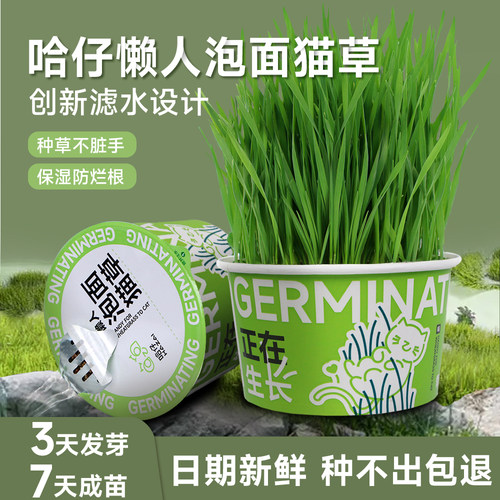 哈仔懒人泡面猫草杯种草不脏手