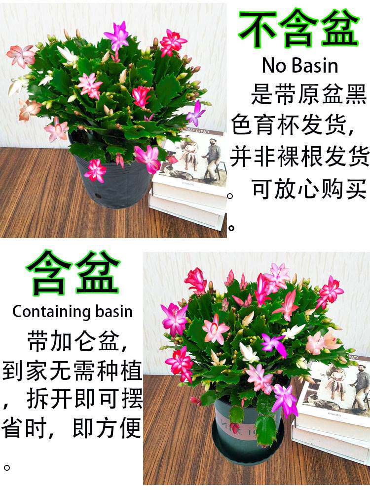 新品种假昙花仙人指植物花嫁接蟹爪兰苗盆栽带根花苞多色落花之舞