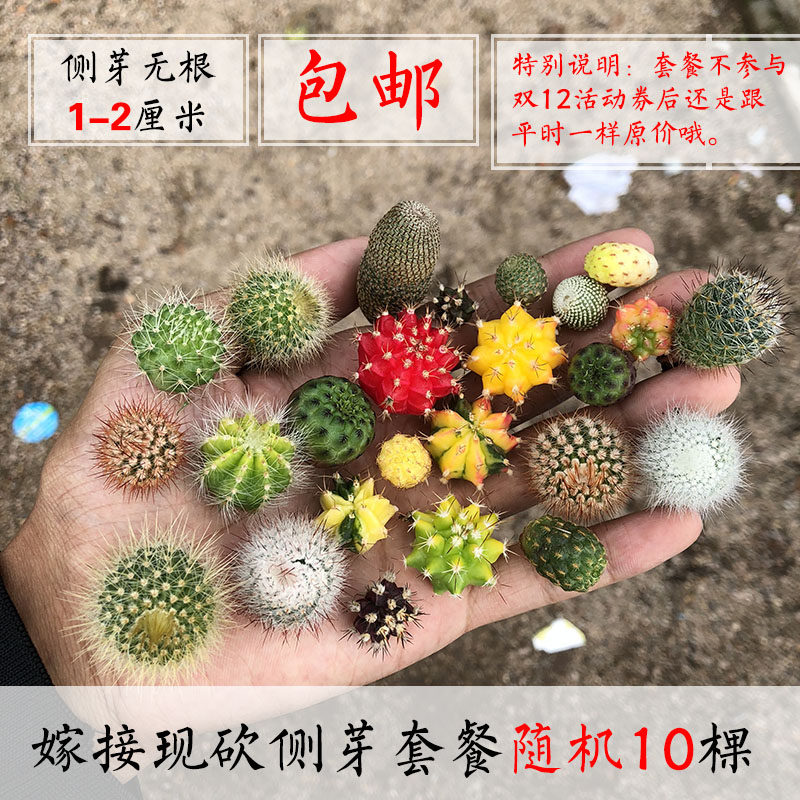 彩色仙人球丨仙人柱仙人掌嫁接组合多肉植物三角柱接