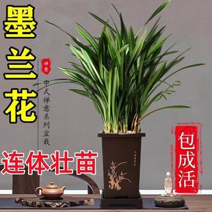 墨兰剑兰花苗精品花卉盆栽室内阳台浓香绿植物金边企黑四季耐寒好