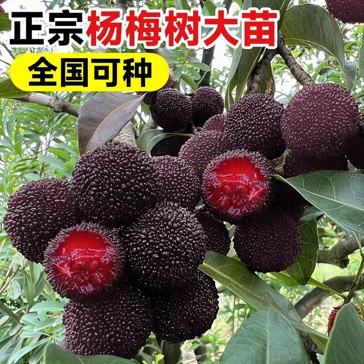 【杨梅树苗】正宗东魁杨梅果树苗阳台庭院盆栽地栽黑炭杨梅种球WJ