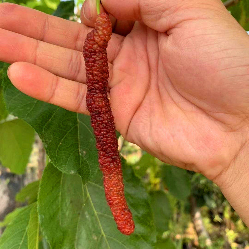 台湾长果桑苗带果嫁接无籽黑桑果树四季开花十大桑葚树苗果苖果树