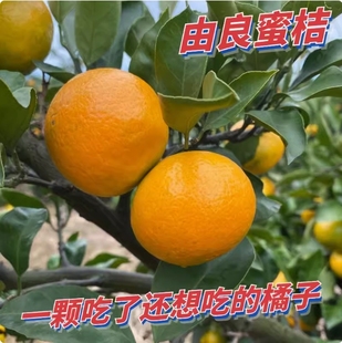 特早熟由良无籽蜜桔树苗橘子苗盆栽地栽嫁接柑桔桔子带果果树果苗