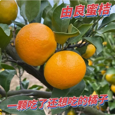 特早熟由良无籽蜜桔树苗橘子