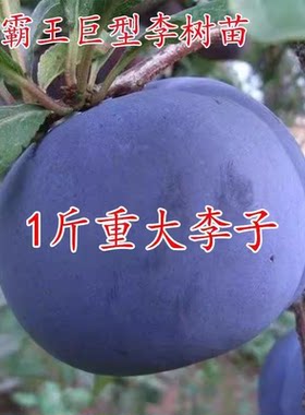 黑霸王李子苗特大晚熟树果嫁