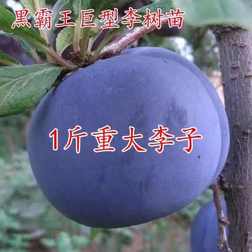黑霸王李子苗特大晚熟树果嫁