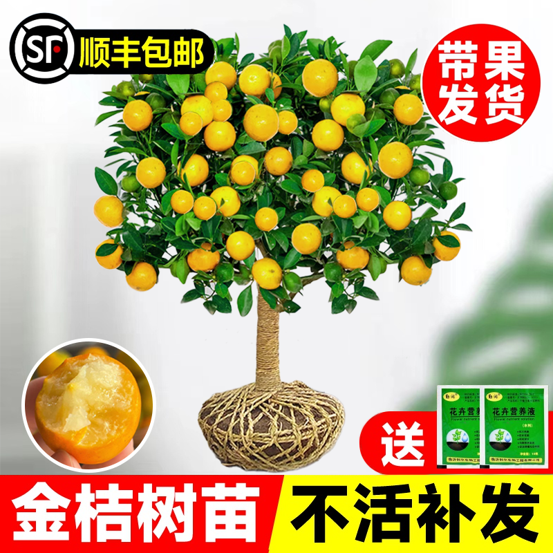 金桔树苗盆栽带果可食用脆皮桔四季橘子树果树苗室内客厅庭院植物