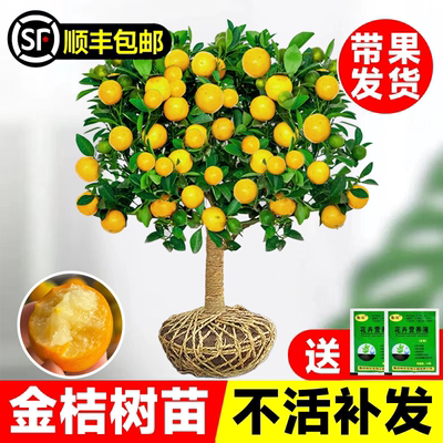 金桔树苗盆栽带果可食用脆皮