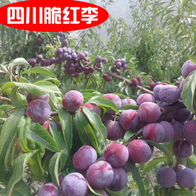 阿坝州汶川茂县晚熟脆红李子
