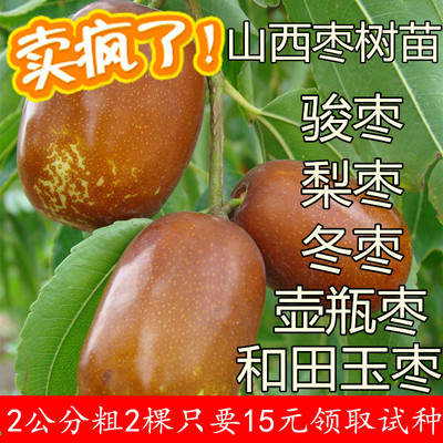 山西梨枣临黄一号葫芦龙观赏