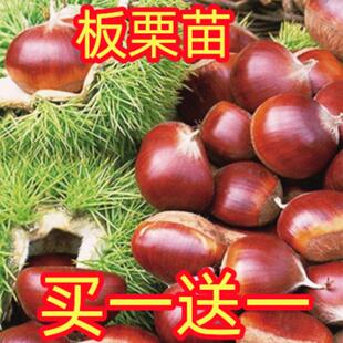 嫁接板栗苗南方北方种植大红袍特大板栗树苗果苗果树果苗当年结果