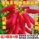 无核玲珑指葡萄苗葡萄树苗稀有四季 南北方种植果树盆栽爬藤嫁接