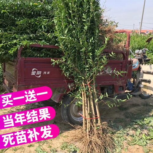 石榴树苗突尼斯软籽盆栽地庭