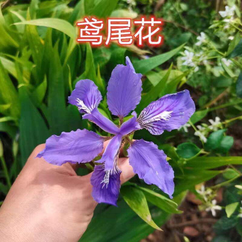 蓝花鸢尾花蝴蝶兰扁竹苗盆栽好养庭院别墅花园地栽多年生宿根植物