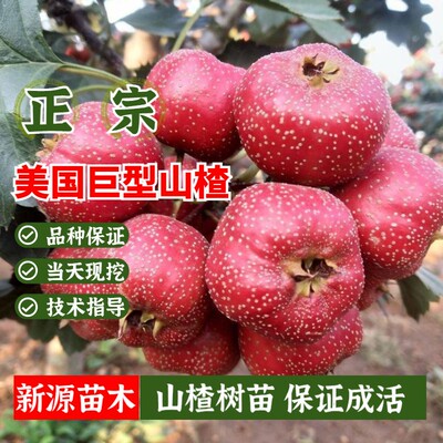 嫁接美国巨型山楂树苗晚熟特
