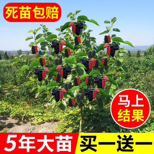 长果桑葚树苗嫁接地盆栽南