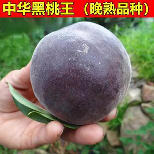 中华黑桃王桃树苗黑油桃果苗黑桃皇后树苗嫁接当年结果南北方种植