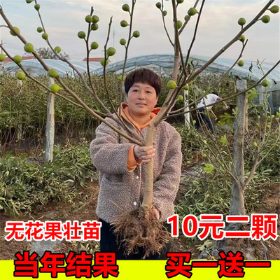 无花果树苗波姬红南方北种植