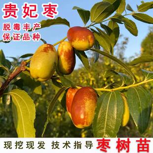 嫁接枣子树苗 甜枣苗 贵妃枣树苗 罗江贵妃枣苗 南方北方种植果苗