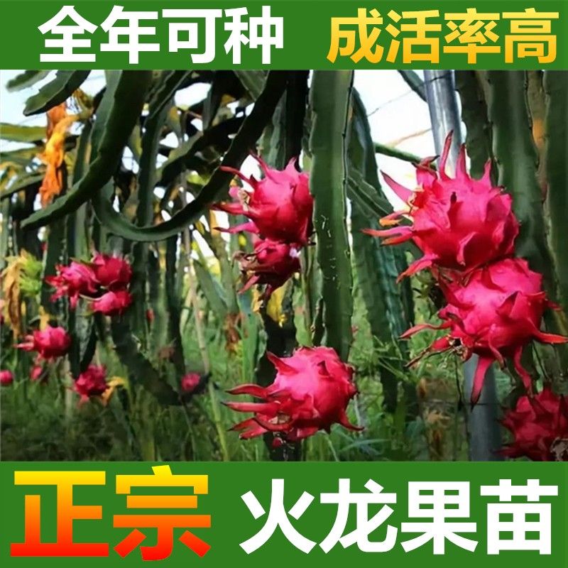 红心火龙果苗果树盆栽地栽庭院阳台南北方四季种植果树苗当年结果 鲜花速递/花卉仿真/绿植园艺 果树 原图主图