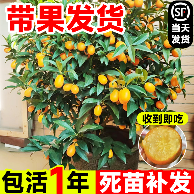 脆皮金桔树苗盆栽带果室内