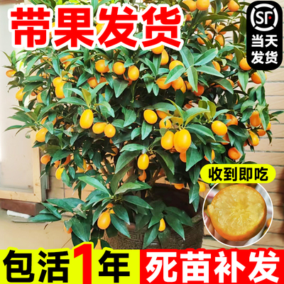 脆皮金桔树苗盆栽带果室内