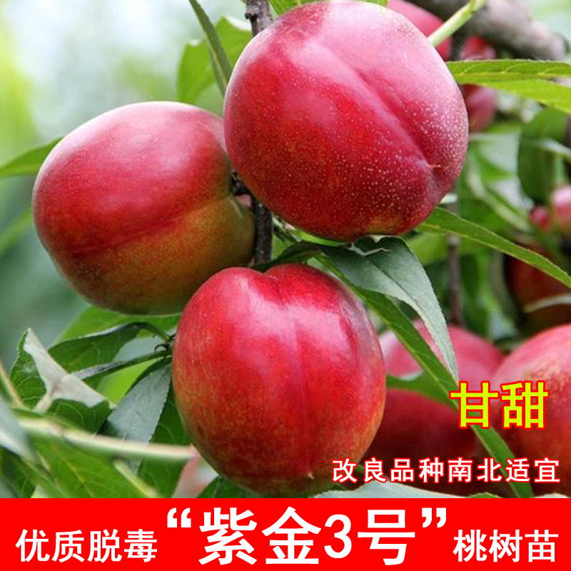 桃树果苗嫁接早熟油紫金三号